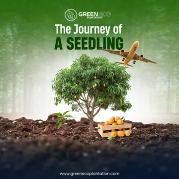 Green Eco Plantation post titled "The journey of a seedling"