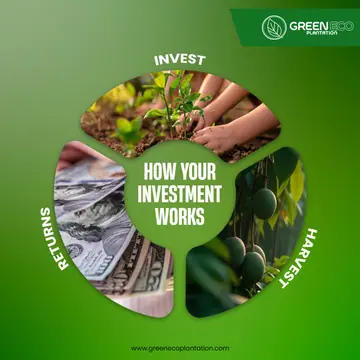 Green Eco Plantation post titled "How your investment works"