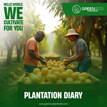 Green Eco Plantation "Plantation diary" harvest post